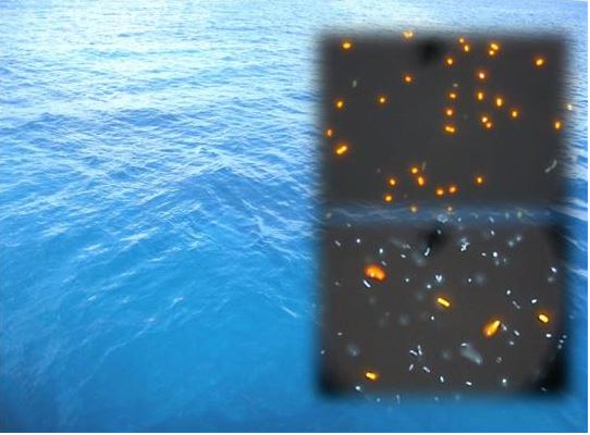 The engine of the ocean - powered by bacteria The engine of the ocean - powered by bacteria